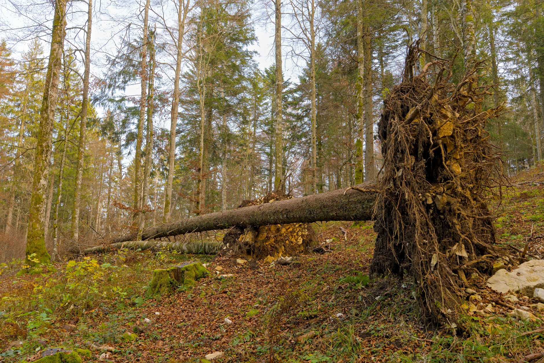 Enlèvement arbre urgence à Villeurbanne